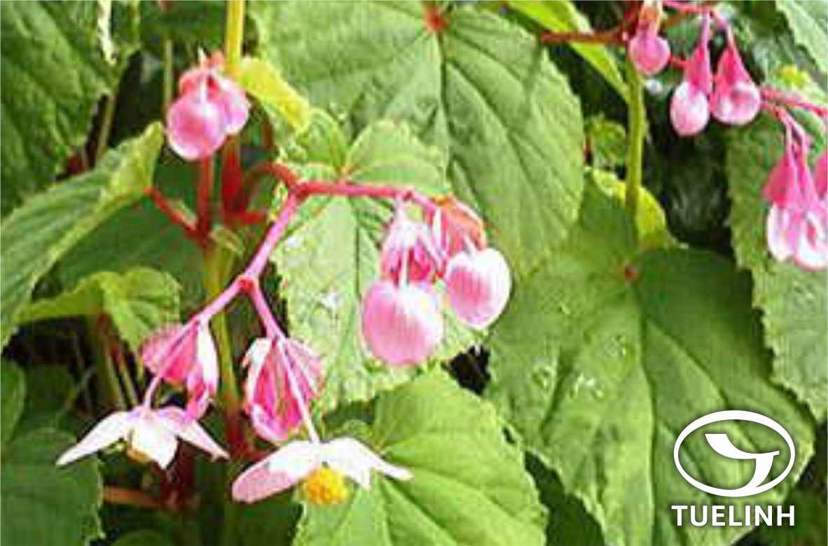 Begonia cathayana Hemsl. 1