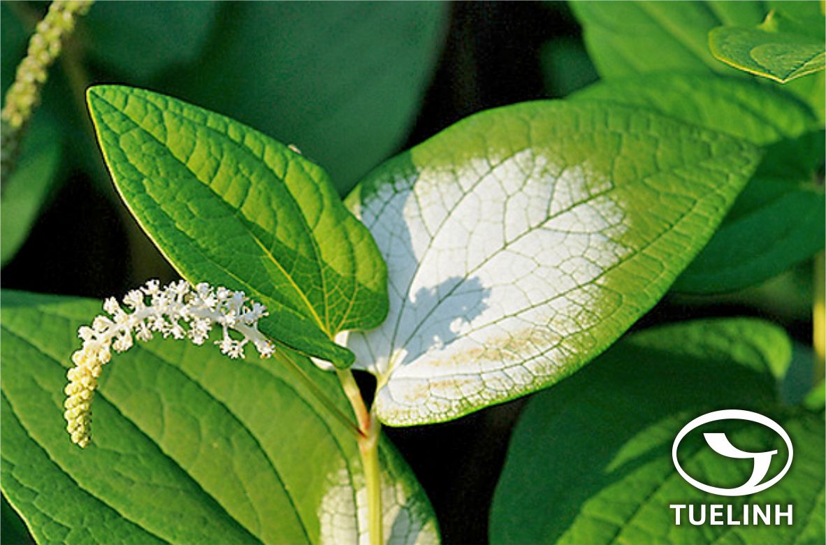 Saururus chinensis (Lour.) Hort. ex Loud. 1 Saururus chinensis (Lour.) Hort. ex Loud. 1