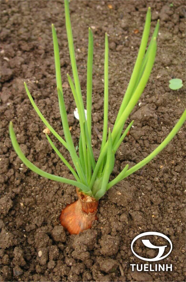 Allium ascalonicum L. 1