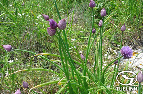 Allium schoenoprasum L. 1