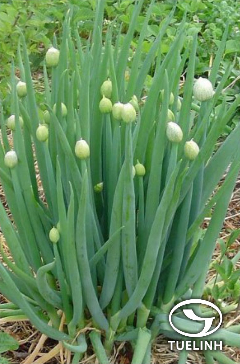 Allium fistulosum L. 1