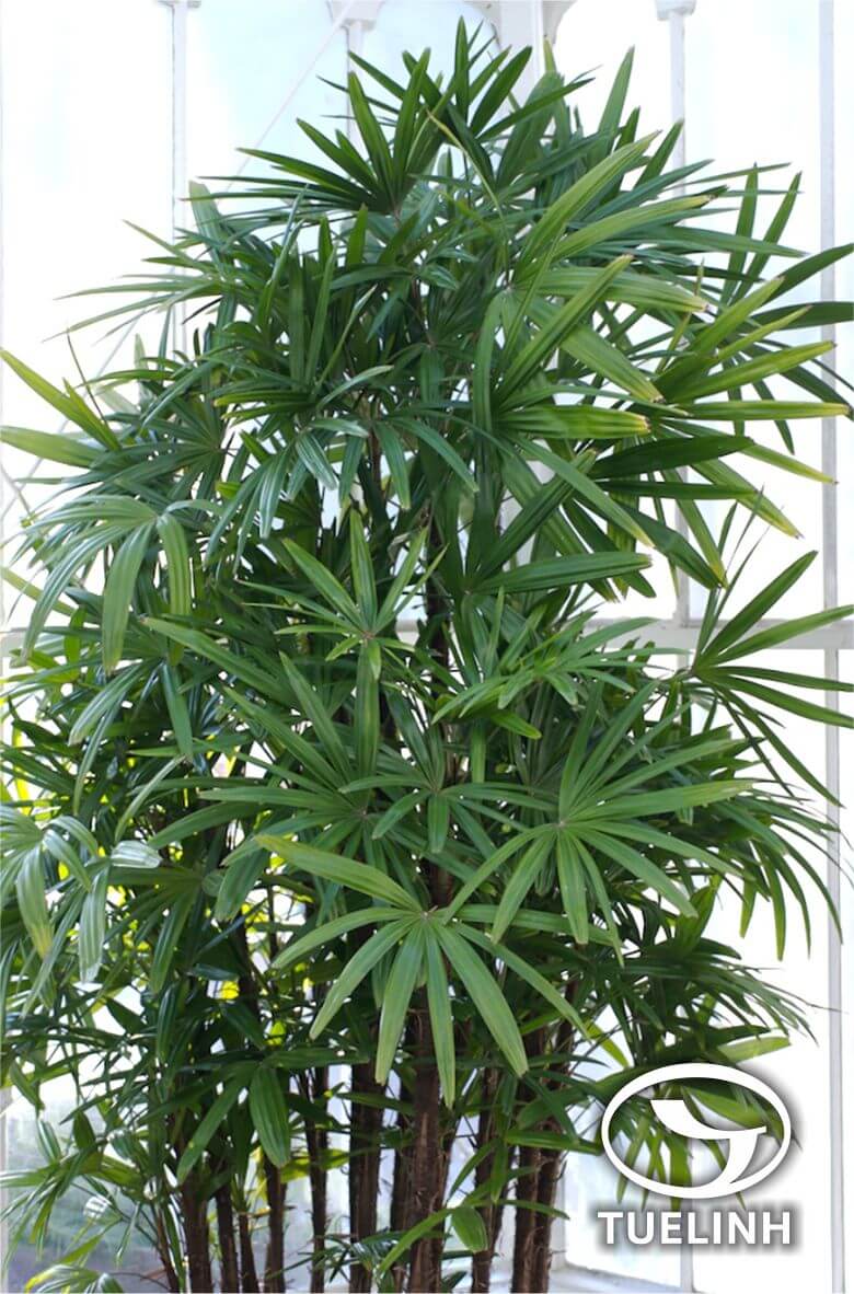 Rhapis excelsa (Thunb.) Henry ex Rehd. 1 Rhapis excelsa (Thunb.) Henry ex Rehd. 1