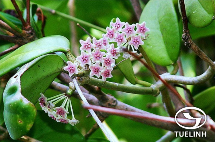 Hoya diversifolia Blume 1