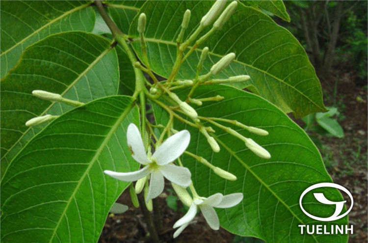 Holarrhena crassifolia Pierre ex Spire 1