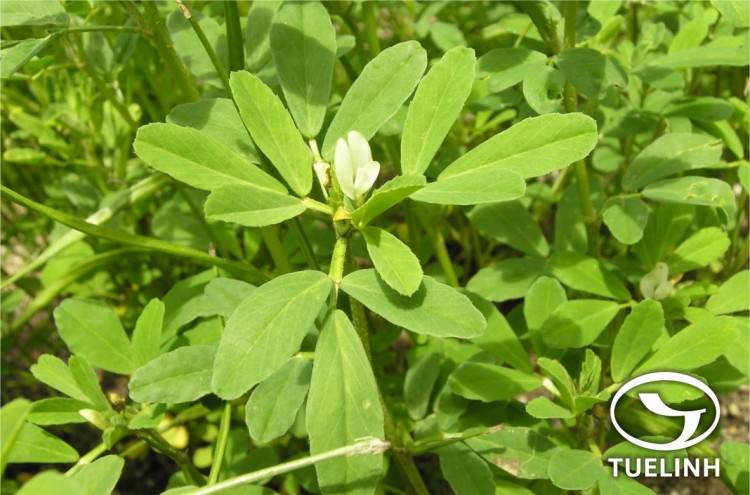 Trigonella foenum-graecum L. 1