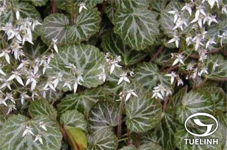 Saxifraga stolonifera Curtis – Saxifraga sarmentosa L.f. 1 Saxifraga stolonifera Curtis – Saxifraga sarmentosa L.f. 1