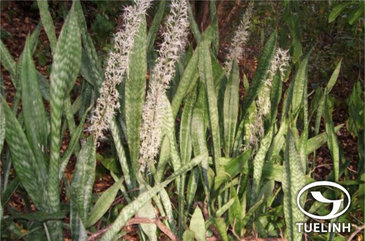 Sansevieria hyacinthoides (L.) Druce 1