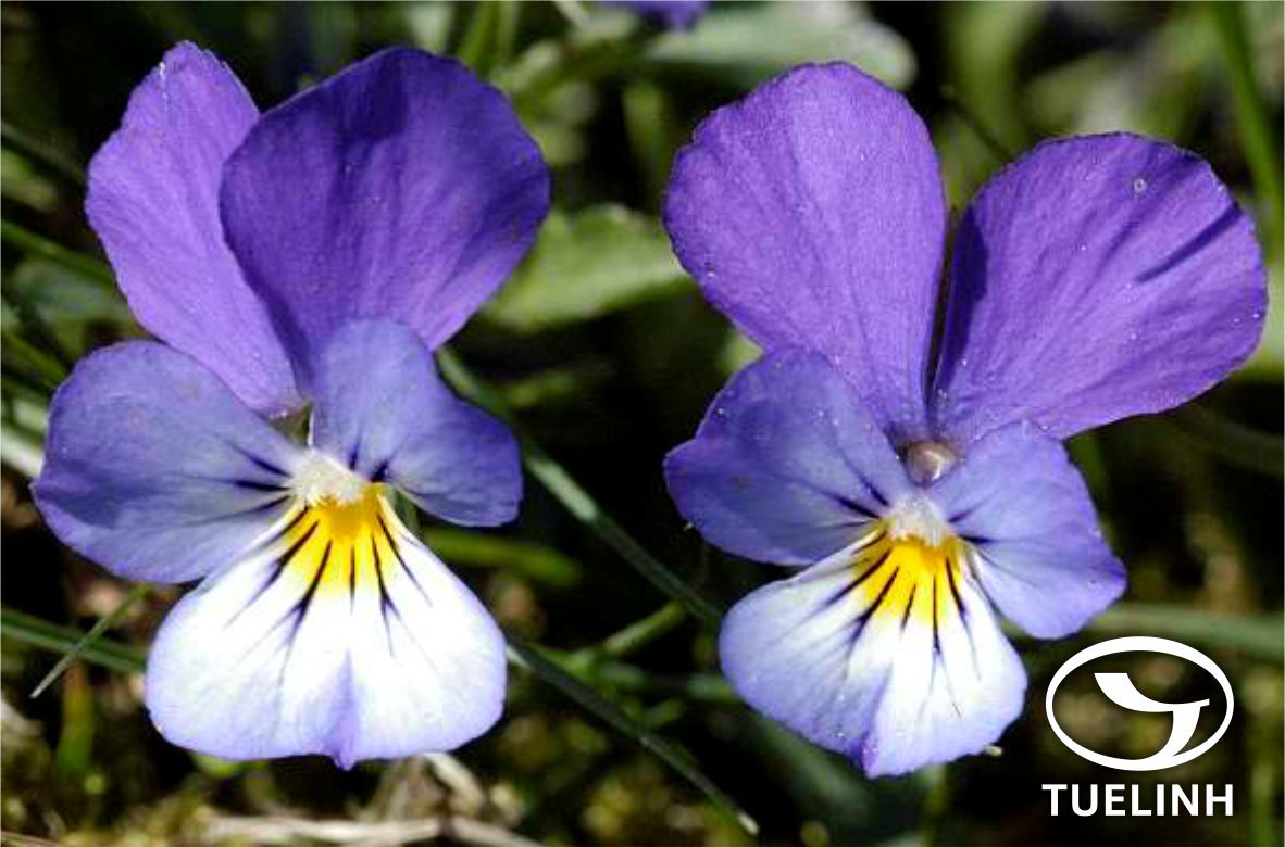 Viola tricolor L. 1