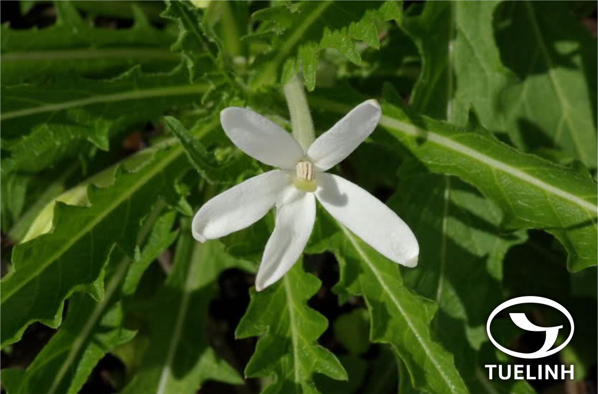 Hippobroma longifolia (L.) G. Don 1 Hippobroma longifolia (L.) G. Don 1