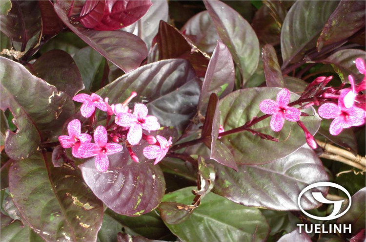 Pseuderanthemum atropurpureum Radlk 1 Pseuderanthemum atropurpureum Radlk 1