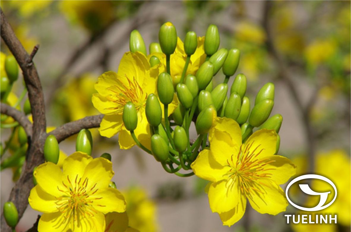 Ochna integerrima (Lour.) Merr. 1