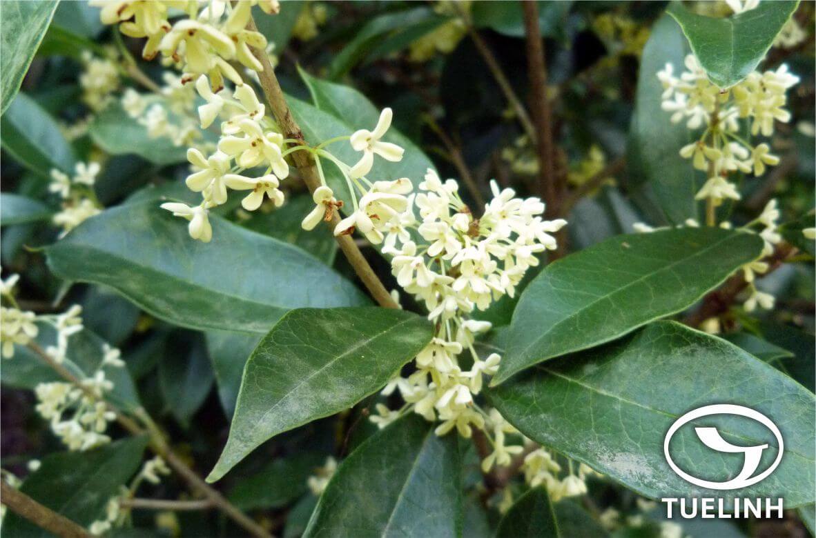 Osmanthus fragrans (Thunb.) Lour. 1