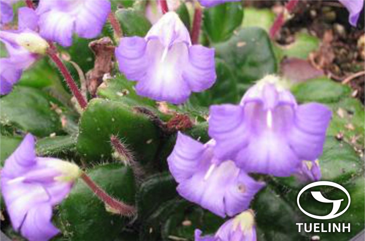 Siphocranion macranthum (Hook. f.) C.Y.Wu 1