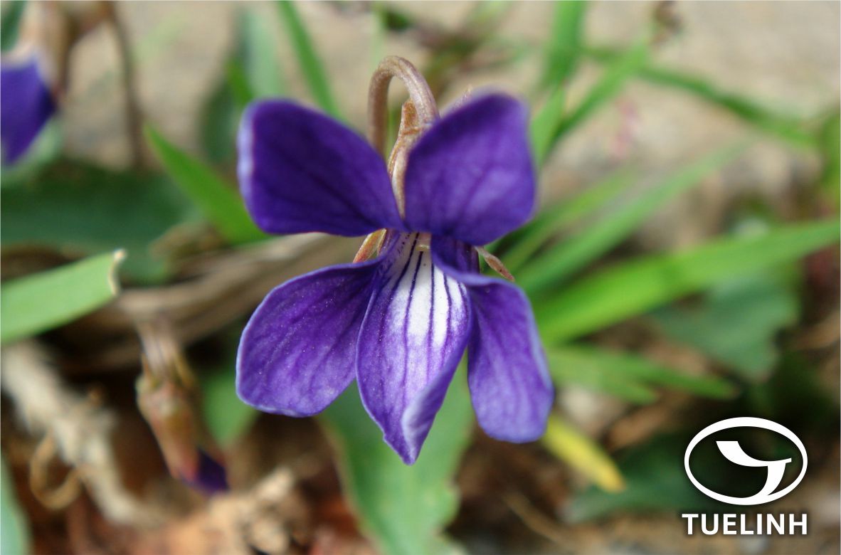 Viola inconspicua Blume 1 Viola inconspicua Blume 1