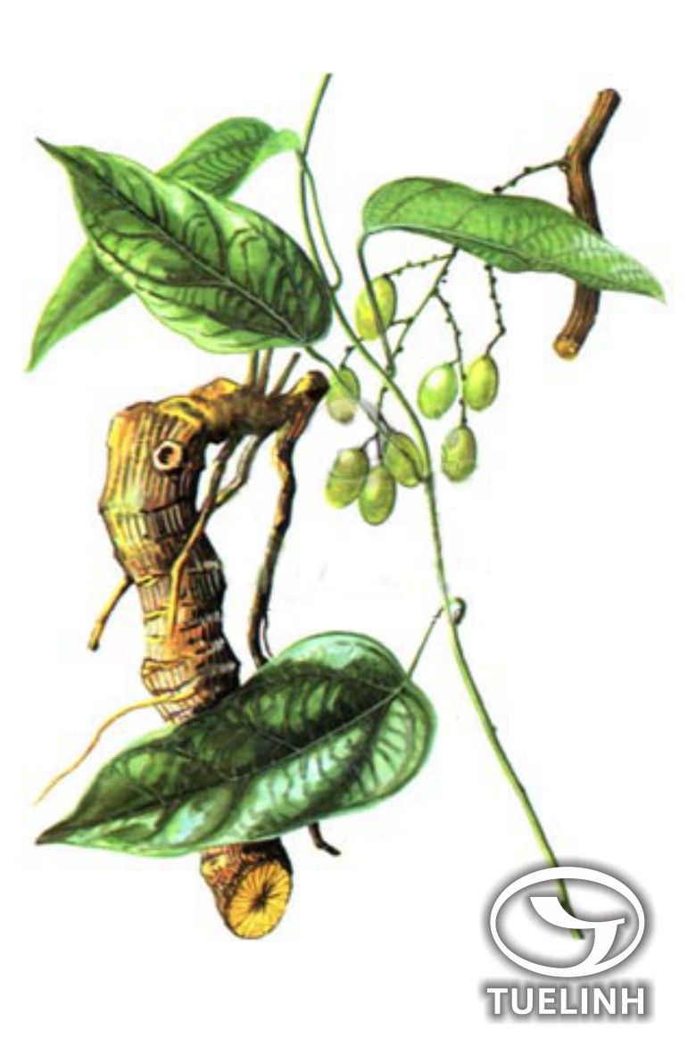 Fibraurea recisa Pierre 1