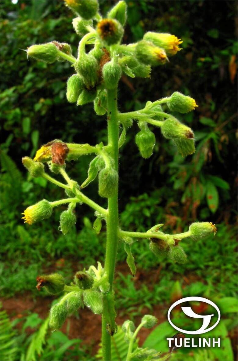 Blumea hieracifolia Hayata 1
