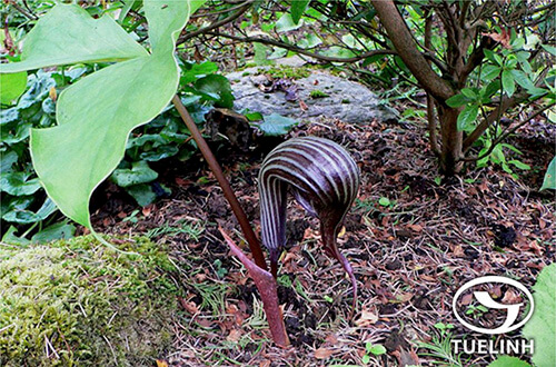 Arisaema franchetianum Engl. 1
