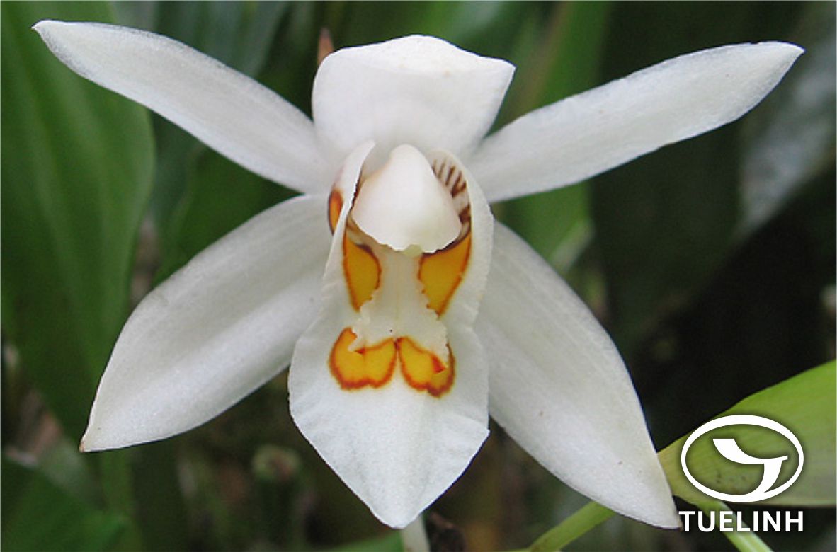 Coelogyne nitida (Wall. ex D. Don) Lindl. 1