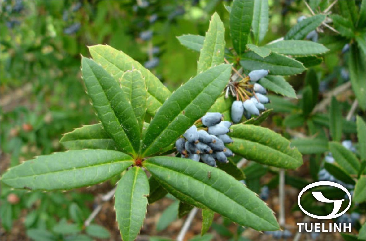 Berberis wallichiana DC. 1 Berberis wallichiana DC. 1