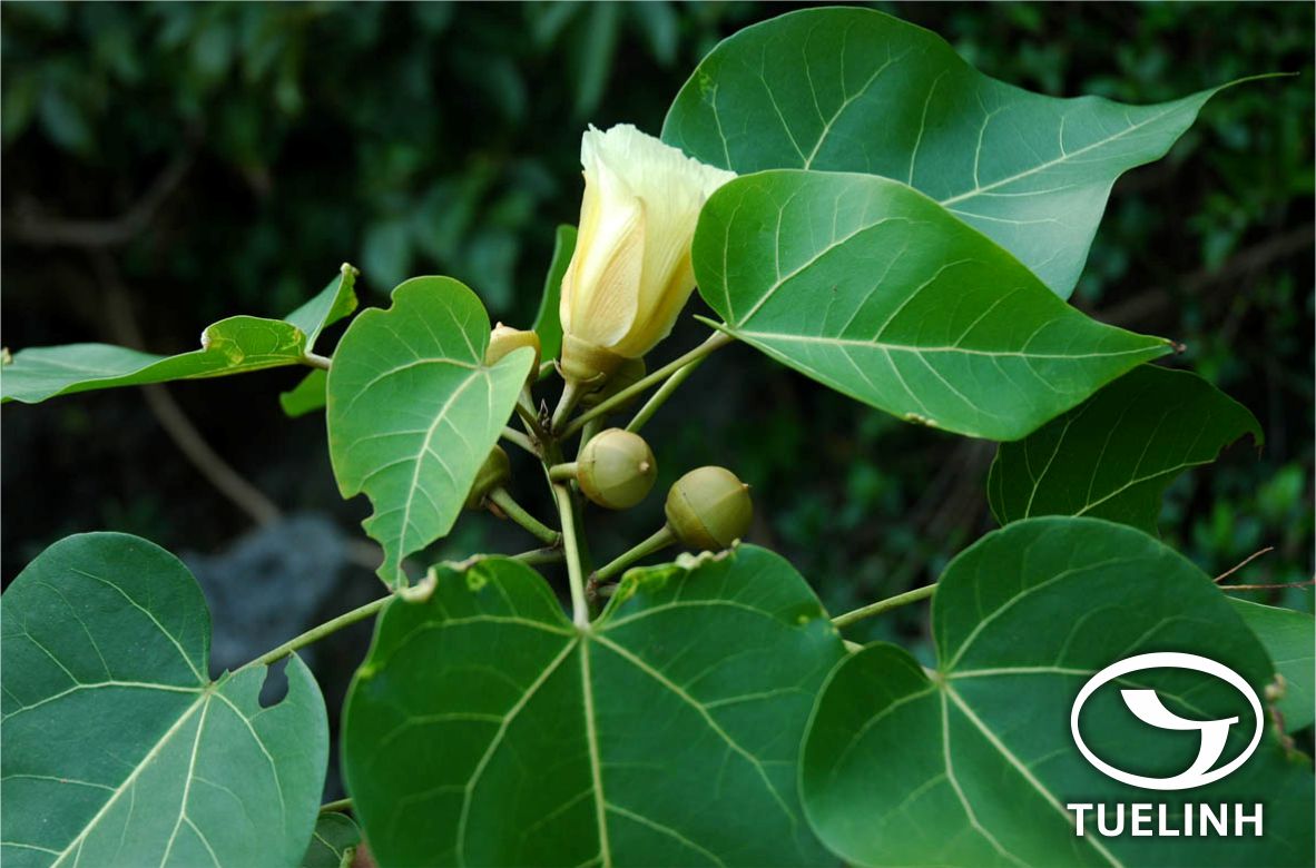 Thespesia lampas (Cav.) Dalzell et Gibson 1