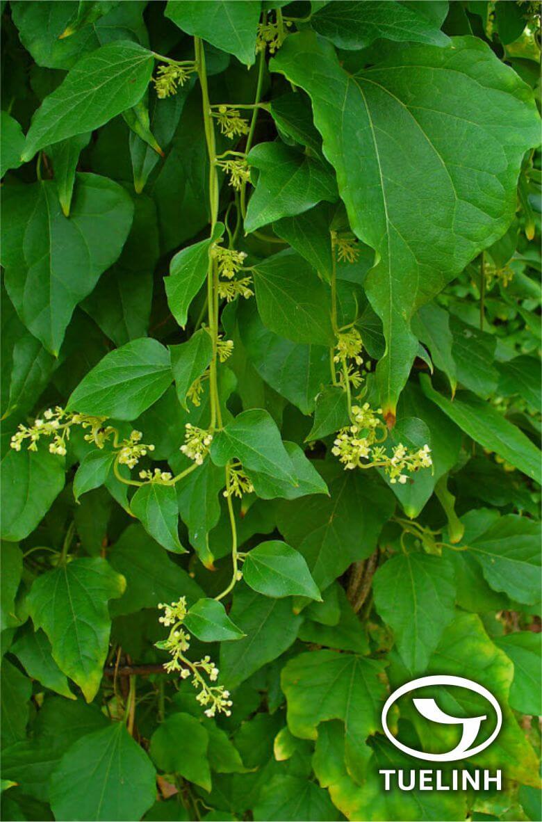 Cocculus sarmentosus (Lour.) Diels 1