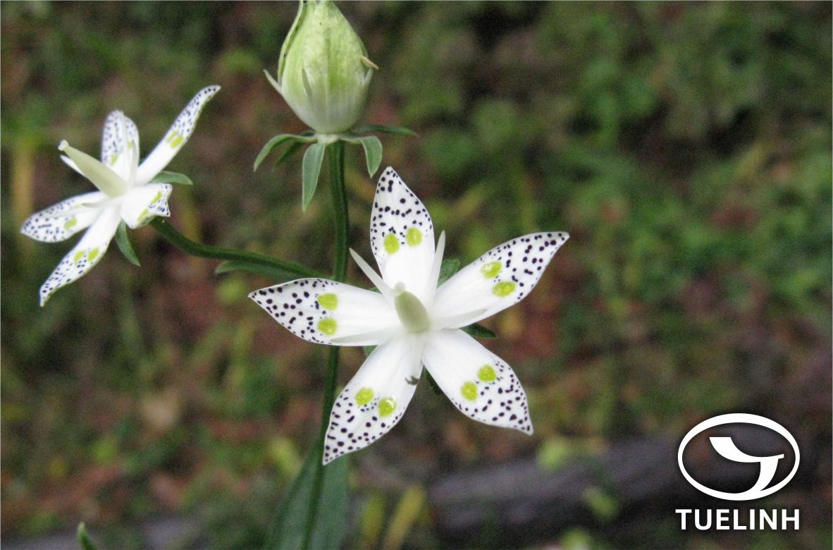 Swertia pulchella Buch.-Ham. ex D. Don 1