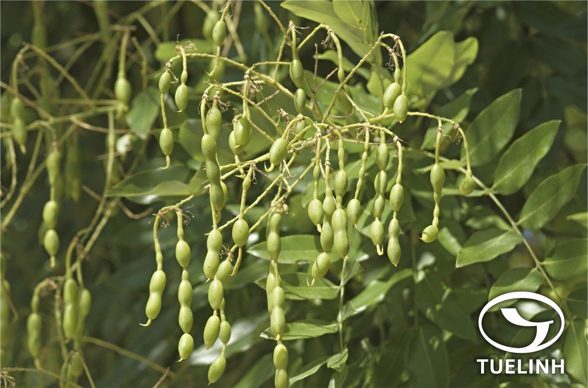 Styphnolobium japonicum (L.) Schott 1