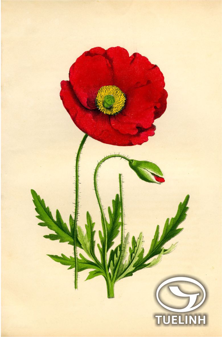 Papaver rhoeas L. 1