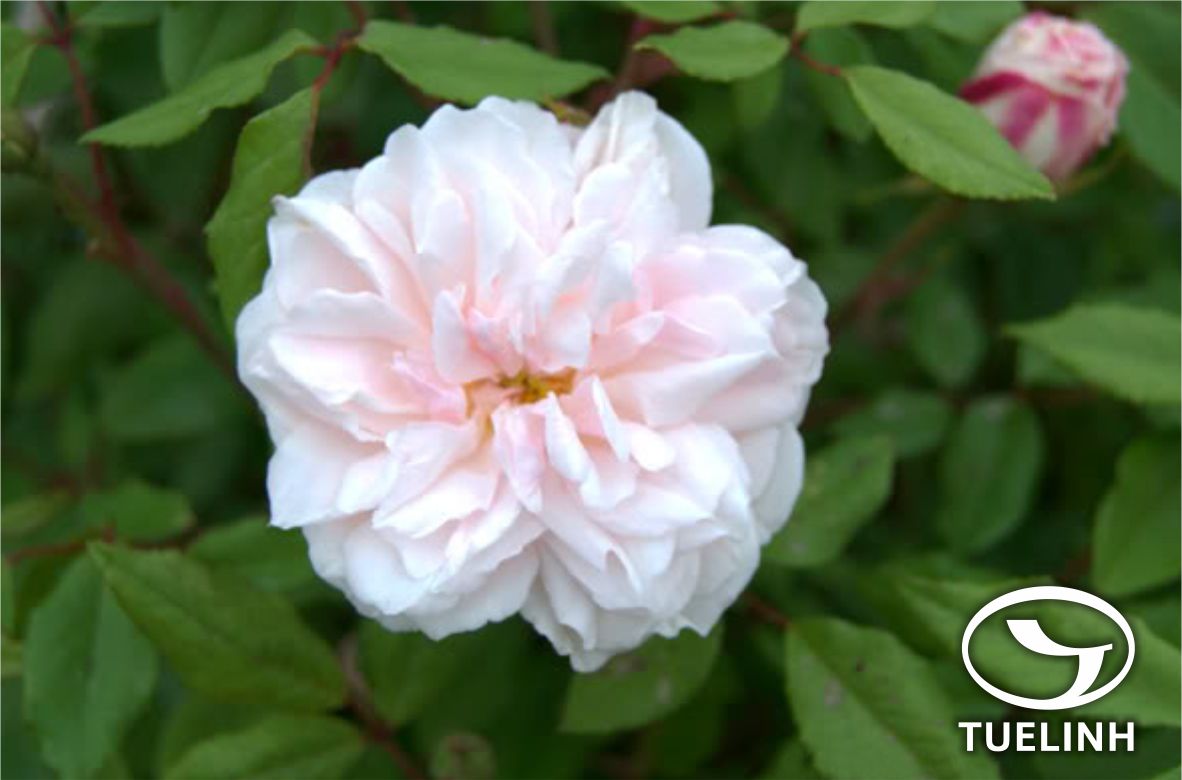 Rosa odorata (Andr.) Sweet 1 Rosa odorata (Andr.) Sweet 1