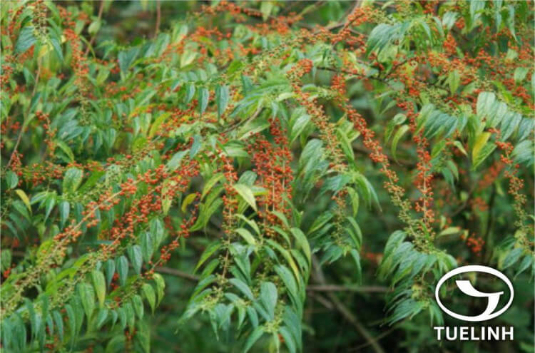 Trema angustifolia (Planch.) Blume 1 Trema angustifolia (Planch.) Blume 1