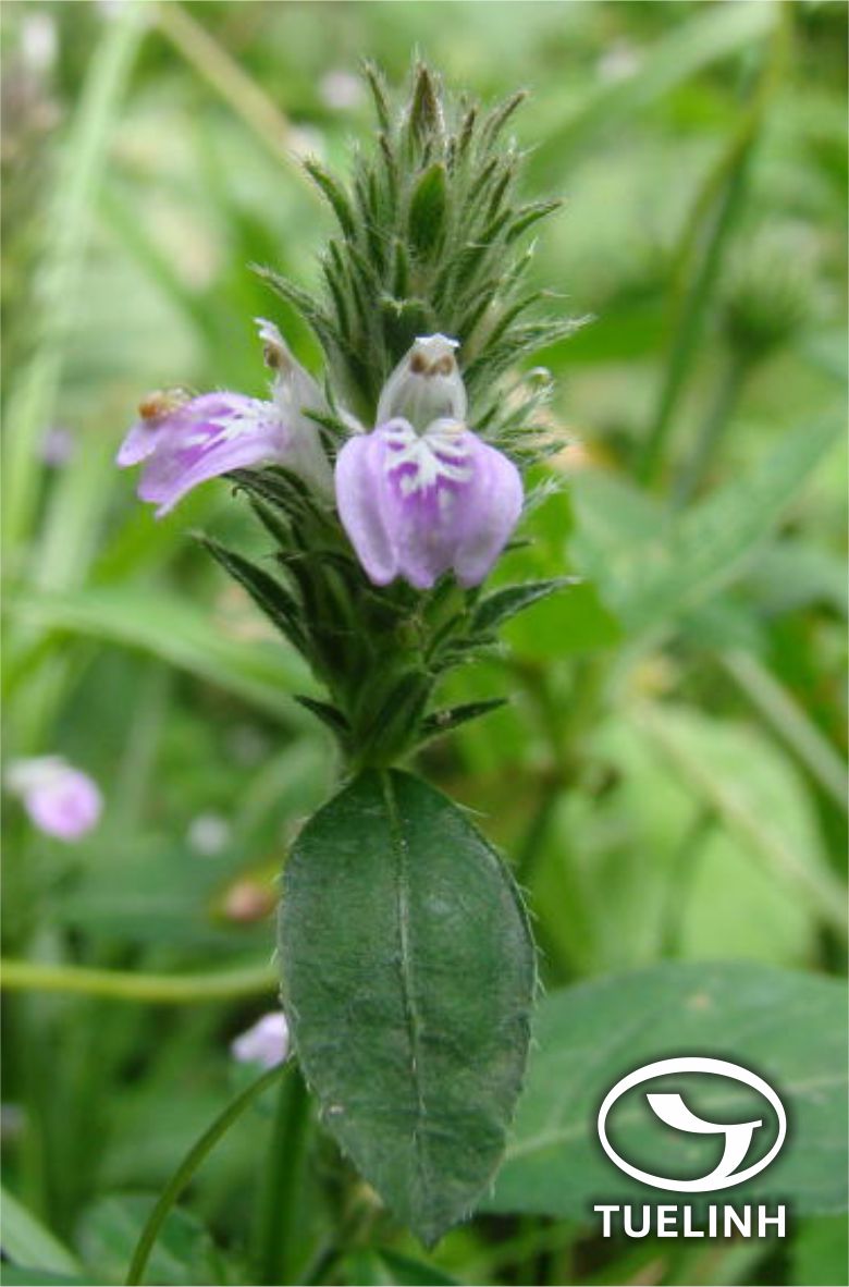 Andrographis laxiflora (Blume) Lindau 1 Andrographis laxiflora (Blume) Lindau 1