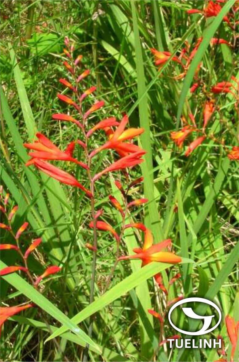 Crocosmia × crocosmiiflora (Lemoine) N.E.Br. 1 Crocosmia × crocosmiiflora (Lemoine) N.E.Br. 1