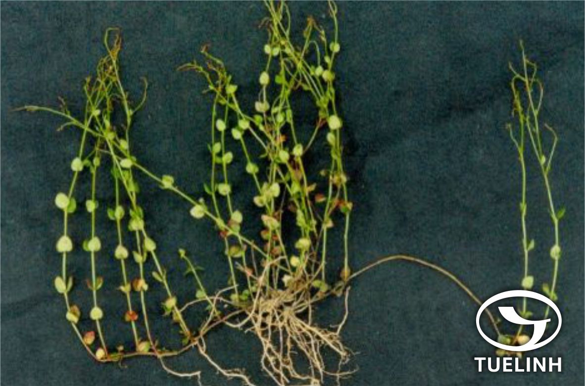 Haloragis micrantha (Thunb.) R. Br. ex Sieb. et Zucc. 1