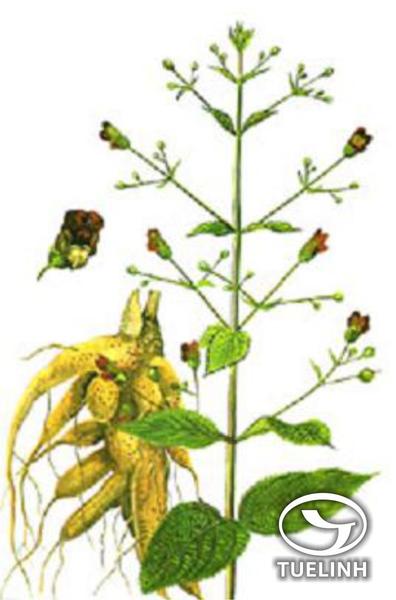 Scrophularia ningpoensis Hemsl. 1