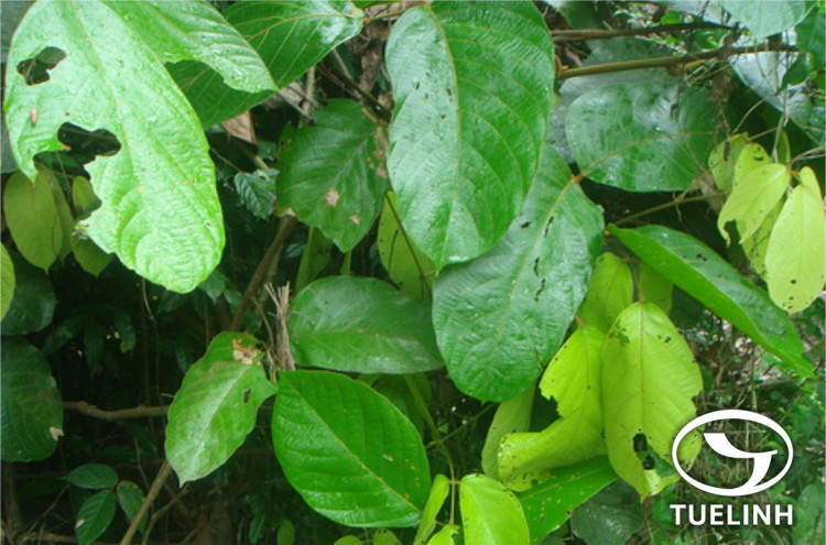 Spatholobus pottingeri Prain 1