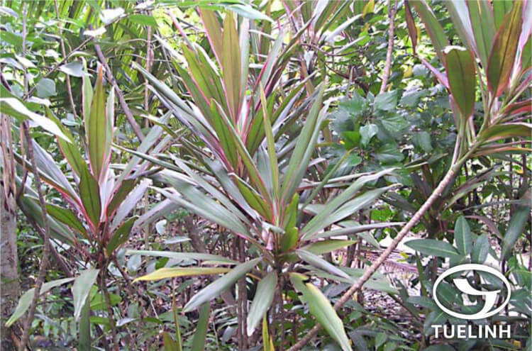 Cordyline fruticosa (L.) Goepp. var. tricolor Hort. 1 Cordyline fruticosa (L.) Goepp. var. tricolor Hort. 1