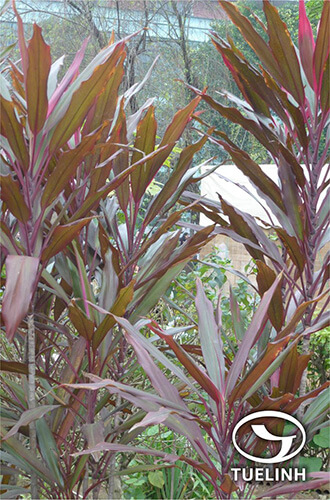Cordyline fruticosa (L.) Goepp. var. angusta Hort 1
