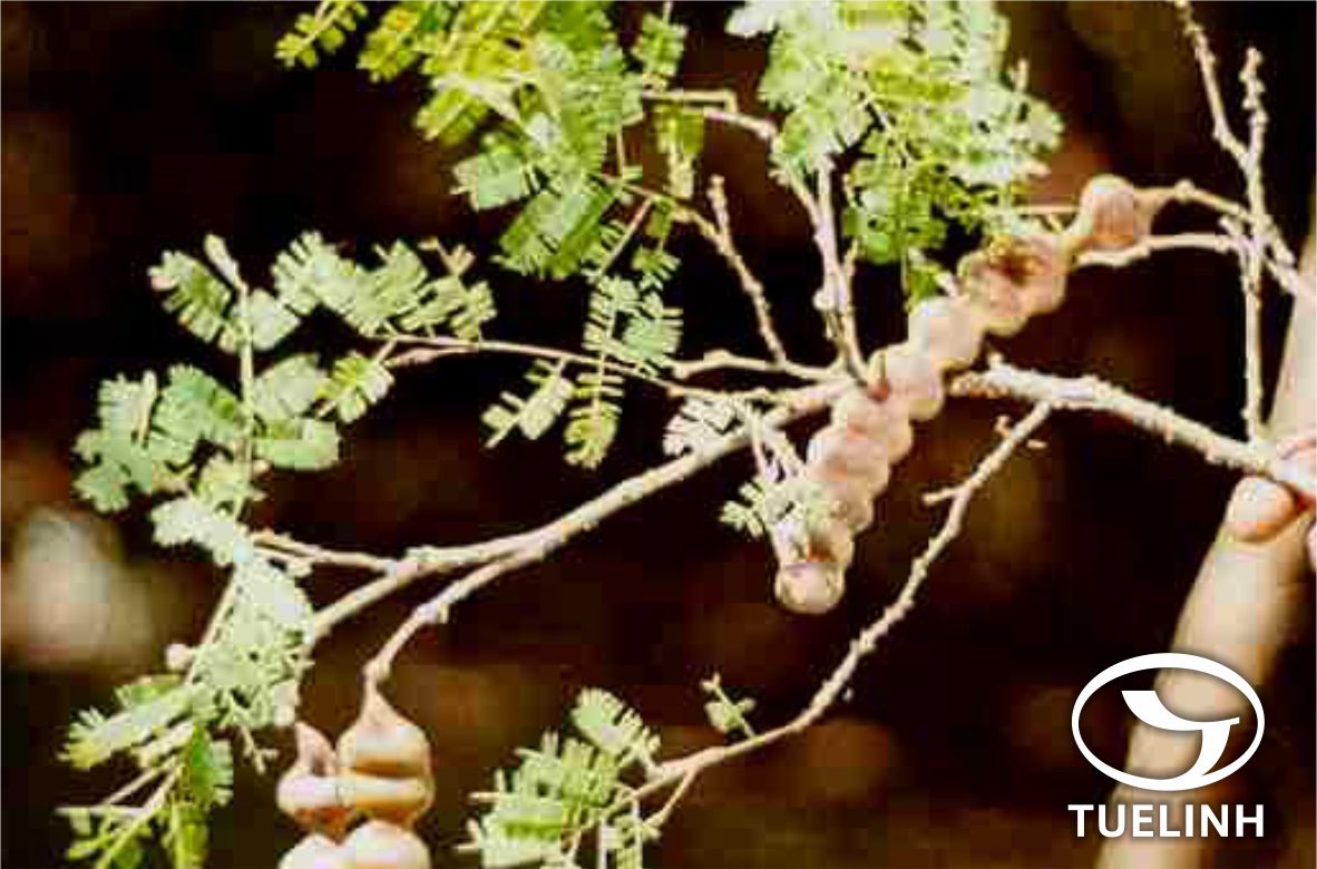 Acacia concinna (Willd. ) DC. 1