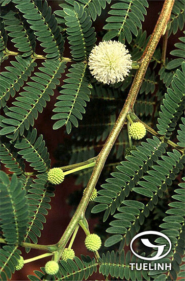 Leucaena leucocephala (Lam.) De Wit 1