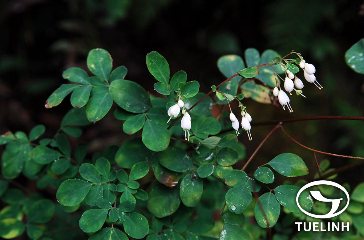 Boenninghausenia albiflora (Hook.) Rchb. 1