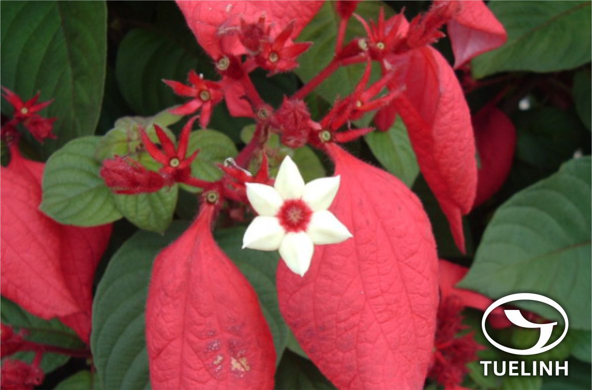 Mussaenda subsessilis Pierre ex Pitard 1 Mussaenda subsessilis Pierre ex Pitard 1