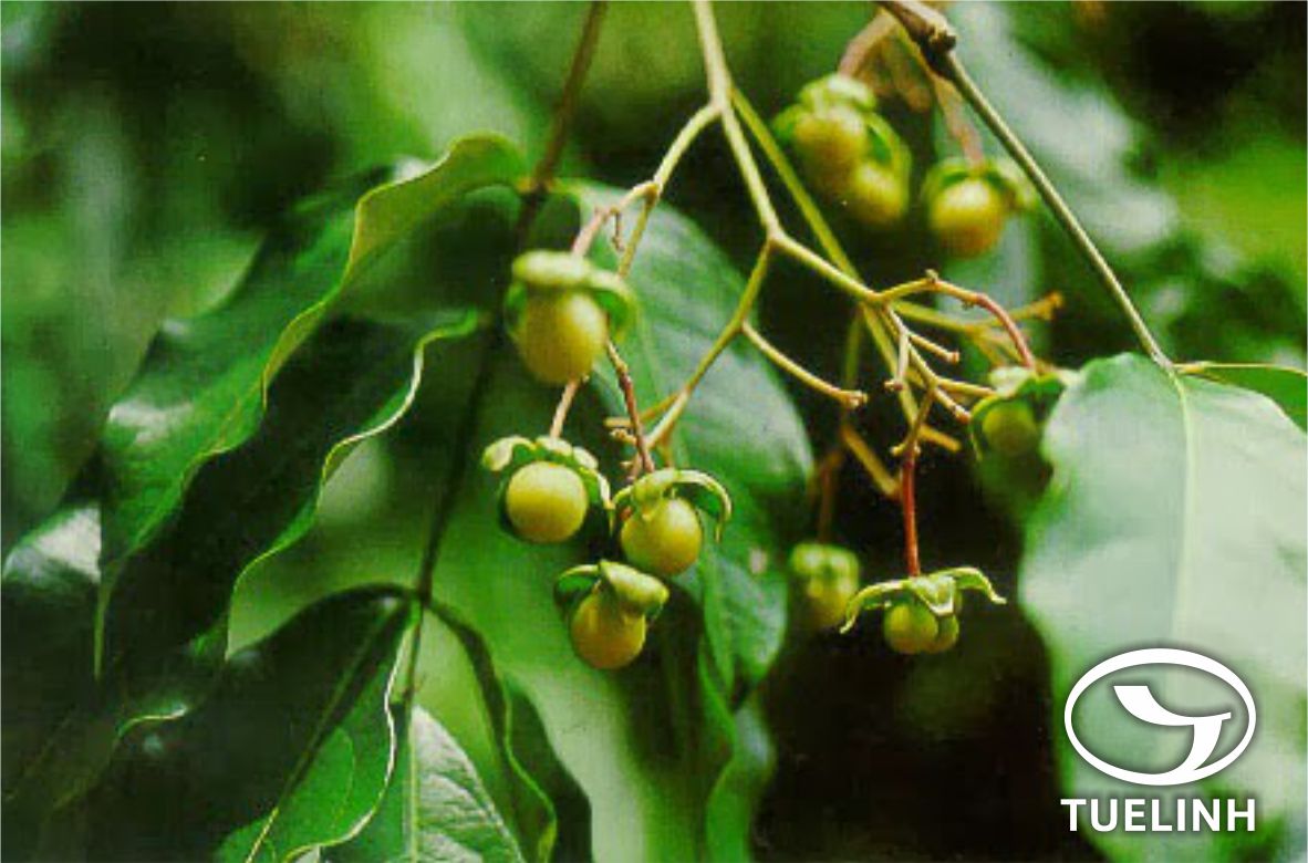 Picrasma javanica Blume 1 Picrasma javanica Blume 1