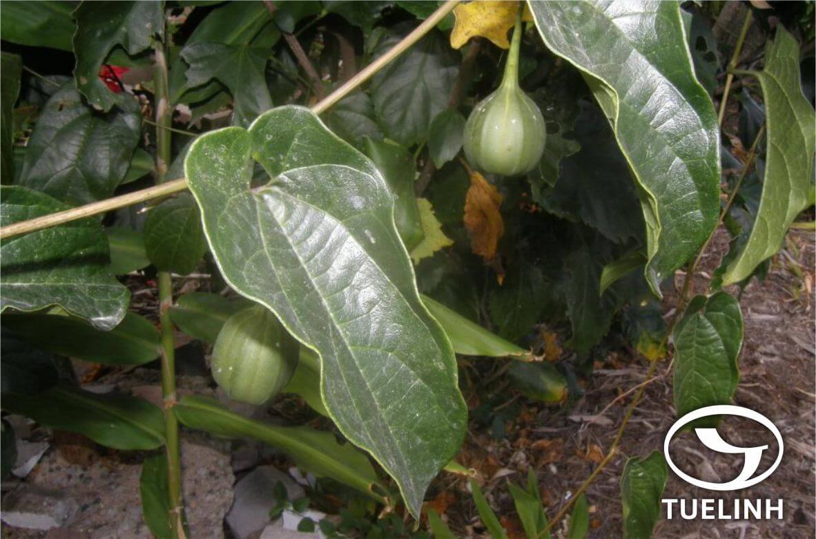 Aristolochia indica L. 1 Aristolochia indica L. 1