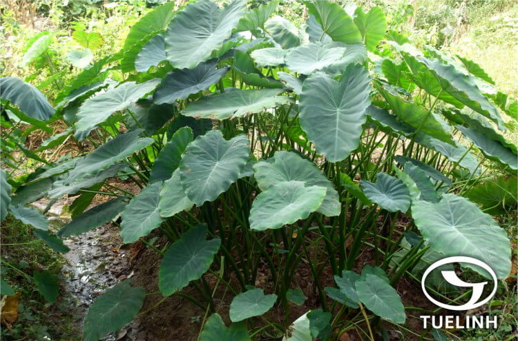 Colocasia esculenta (L.) Schott 1 Colocasia esculenta (L.) Schott 1
