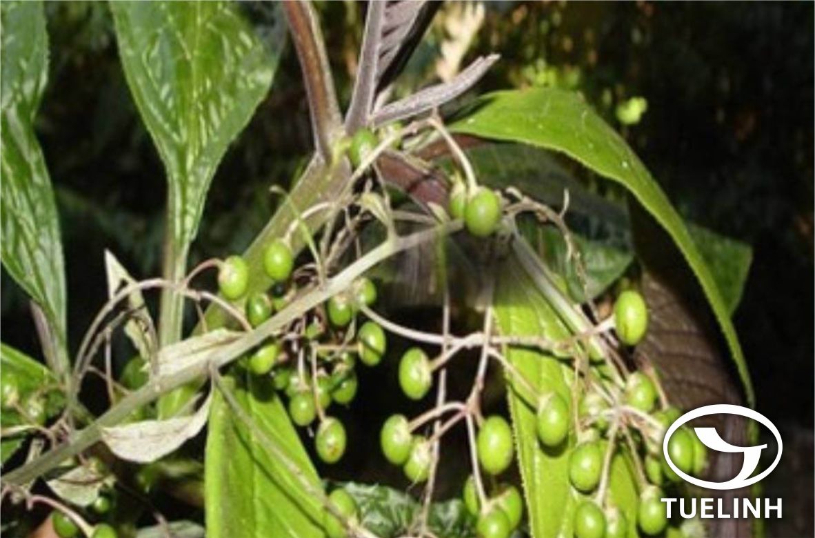 Ardisia silvestris Pit. 1 Ardisia silvestris Pit. 1