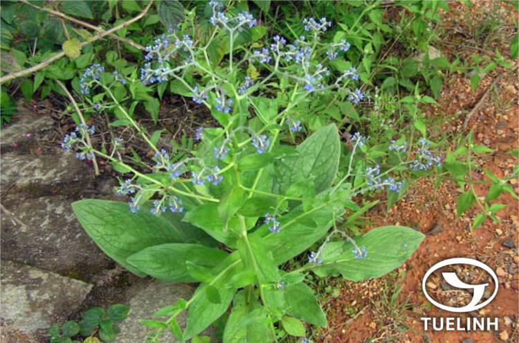 Cynoglossum zeylanicum (Vahl) Brand 1 Cynoglossum zeylanicum (Vahl) Brand 1