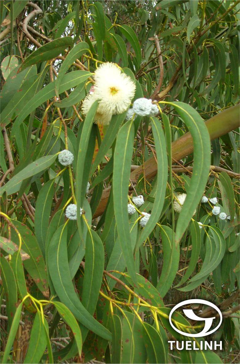 Eucalyptus globulus Labill 1