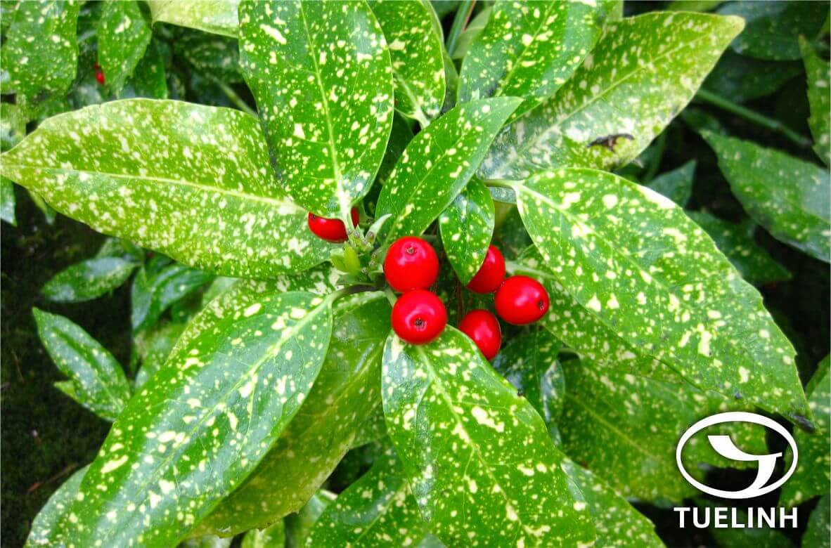 Aucuba japonica Thunb. 1 Aucuba japonica Thunb. 1