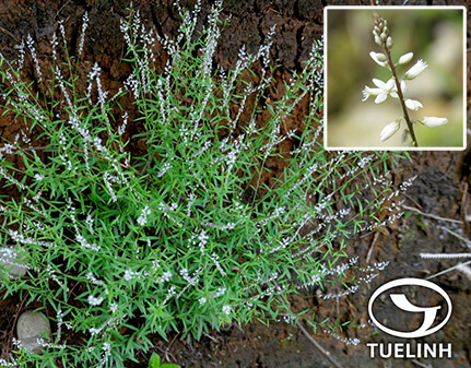 Polygala paniculata L 1
