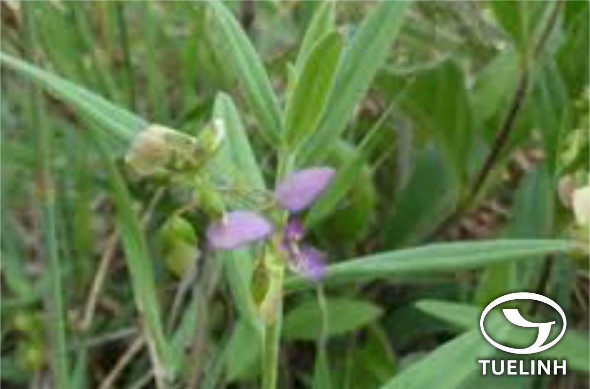Polygala persicariaefolia DC. 1 Polygala persicariaefolia DC. 1